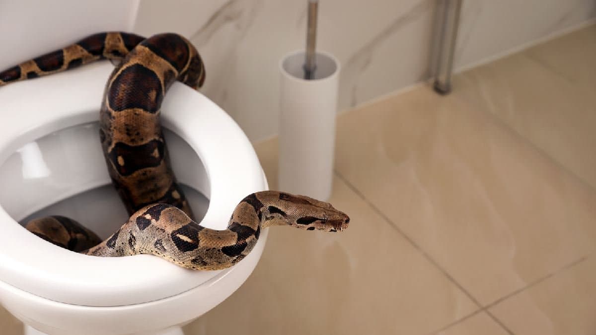 Python bit mans intimate region during urination