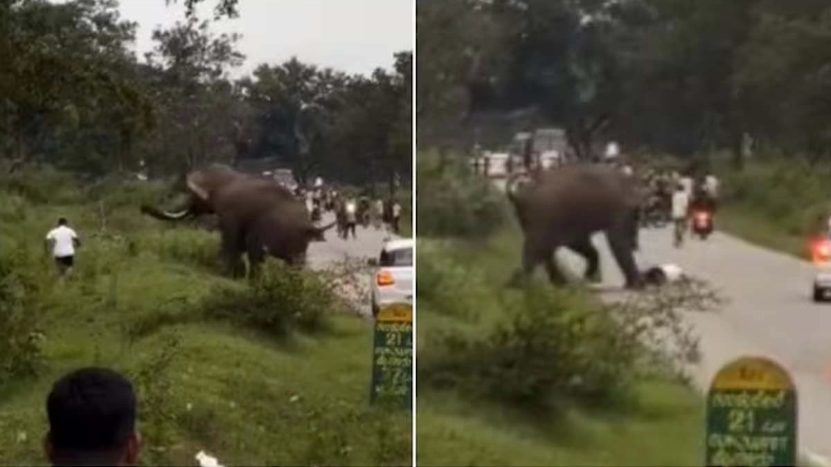 Tourist miraculous escape after elephant chases treads on him in Kerala watch the video 
