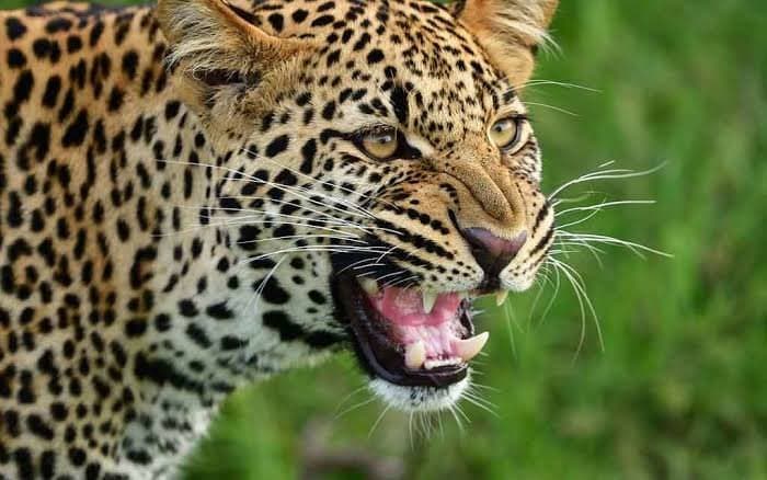 Leopard attacked 10 year old girl, died gnr