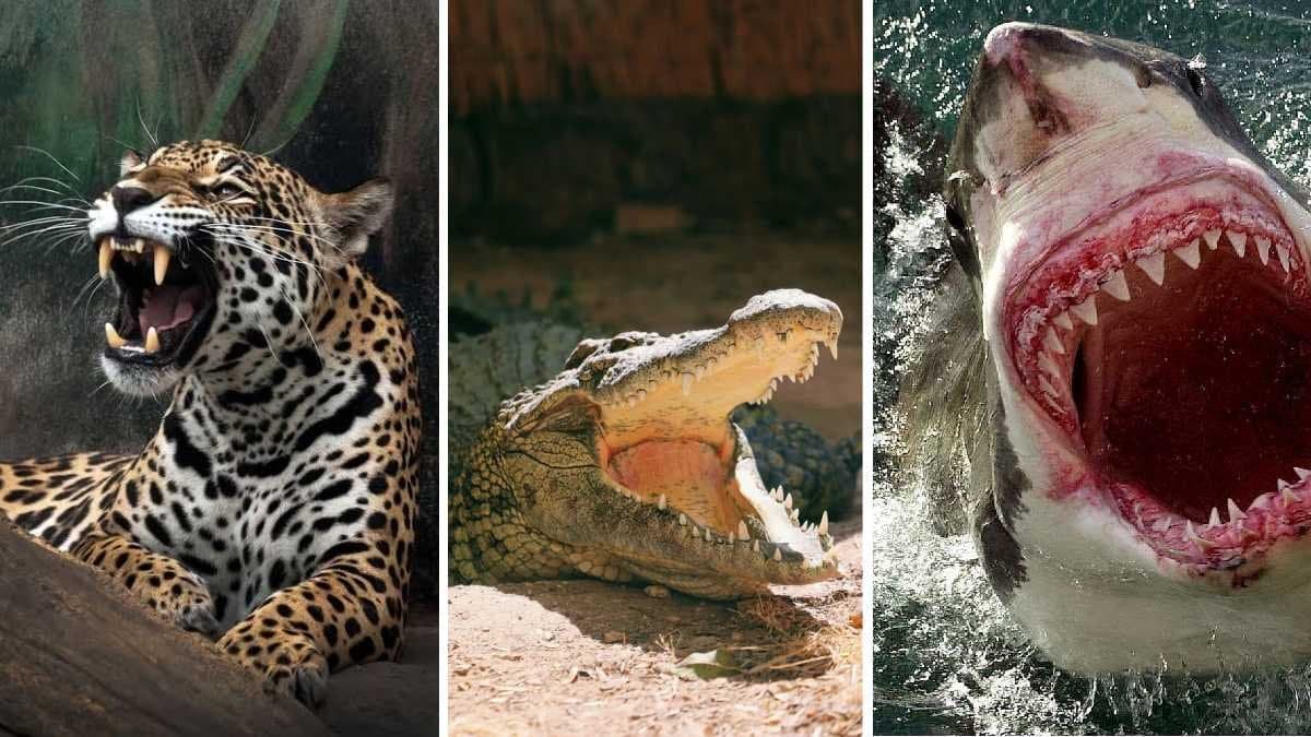 এক কামড়েই ‘খেল খতম’! বাঘ, সিংহ, কুমির না অন্য কোনও প্রাণী? কার কামড়ের জোর সবচেয়ে বেশি?