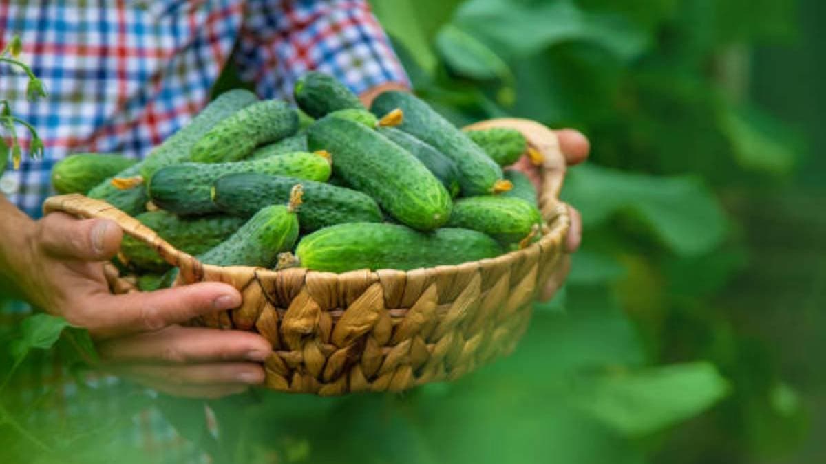 Benefits of regular consuming one cucumber with rice has many healthy lif ingredients like strong digestion system and many more
