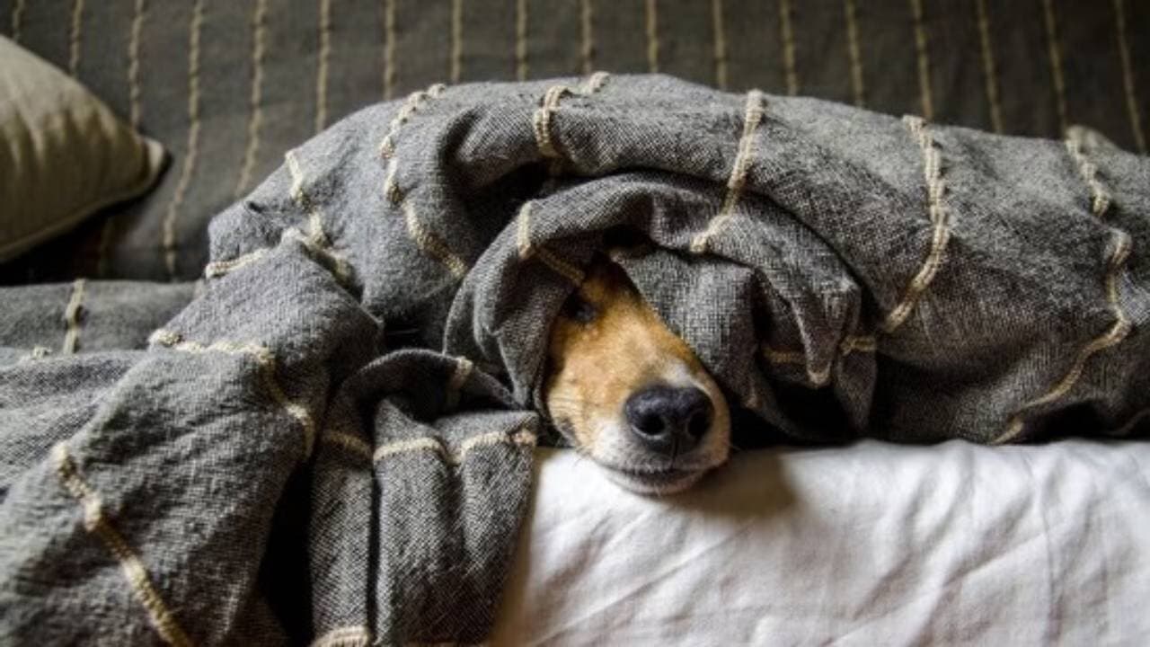 These symptoms indicate your dog has ticks or fleas