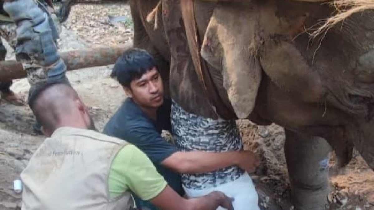 Medical Team Arrives from Thailand as Elephant Suffering from Rare Disease