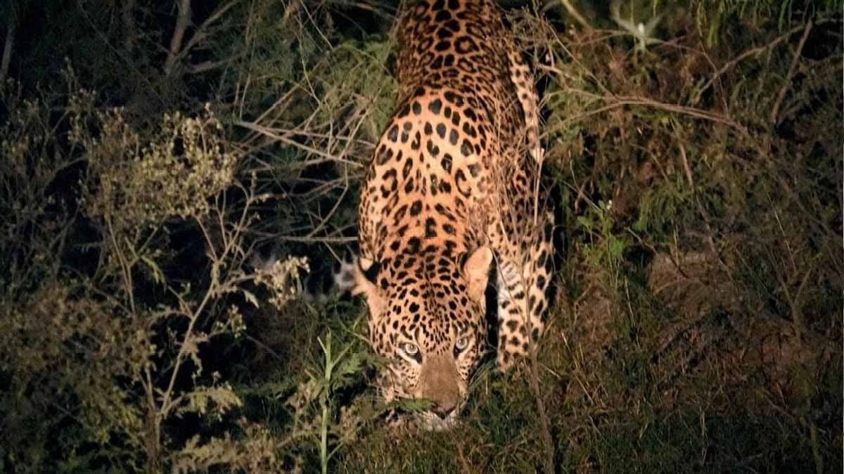 farmer mauled to death by leopard in up gnr