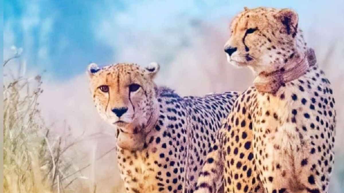 Kuno cheetahs still play a losing Hunger Game in India