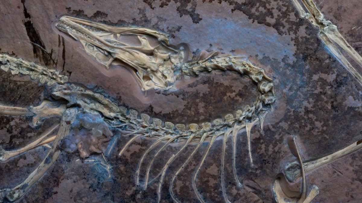 Fossil find proves Dinosaurs Took Flight in History