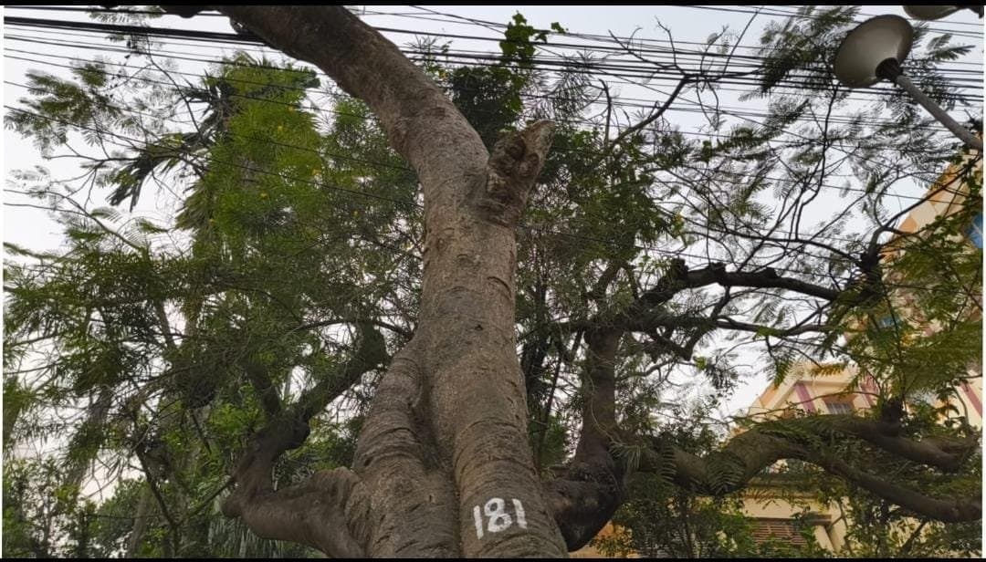 identity cards are being prepared for trees in chandannagar_gnr