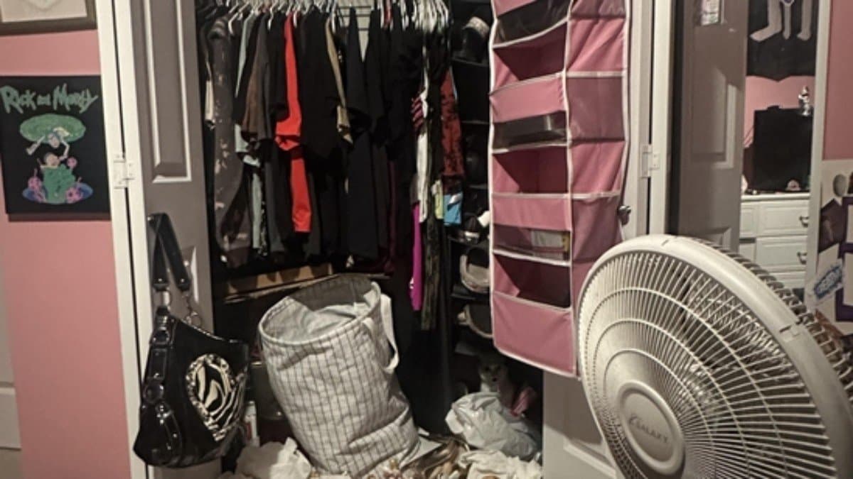 Optical Illusion: can you find the cat hidden in the image