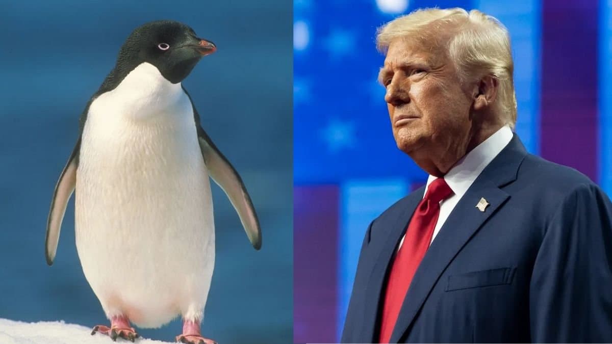  10percent tariffs on Heard and McDonald Islands by Trump is inhabited only by penguins
