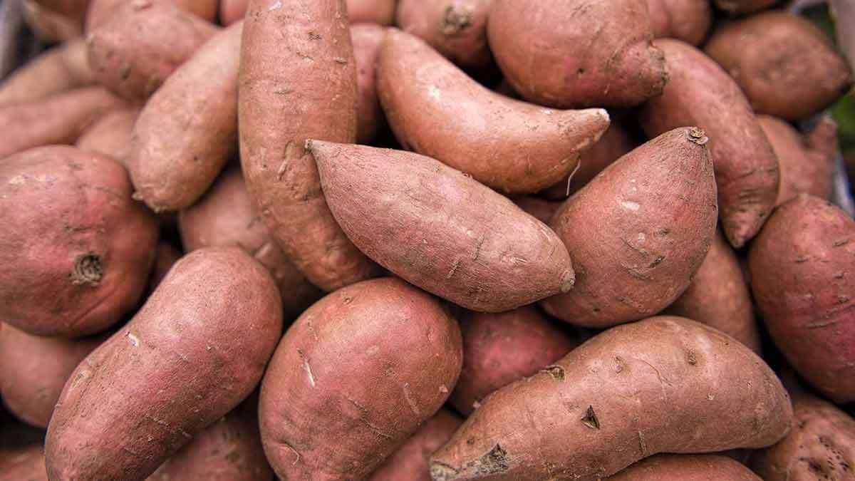 Sweet potatos can prevent diabetes and maintain blood sugar level also can reduce extra weight lif 