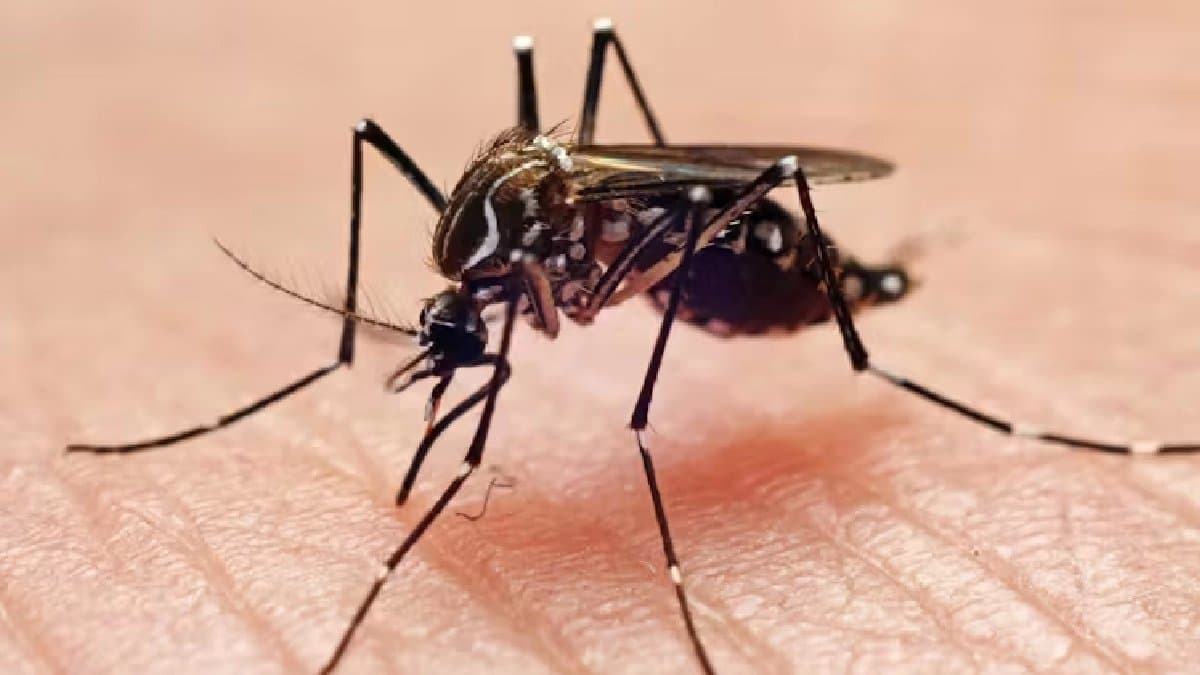 Mosquitoes found in Iceland for first time here the reason 