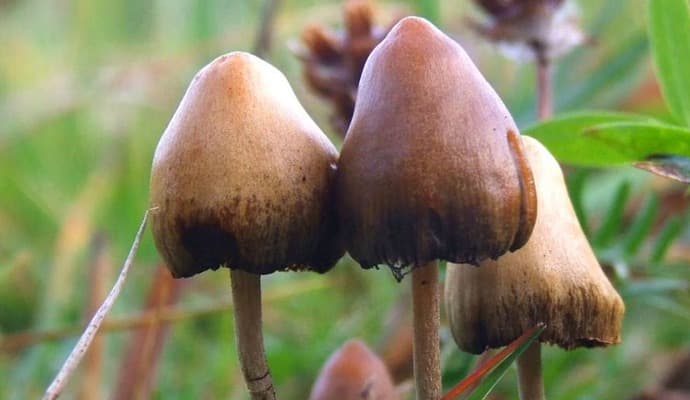 Magic Mushrooms And Mental Health gnr