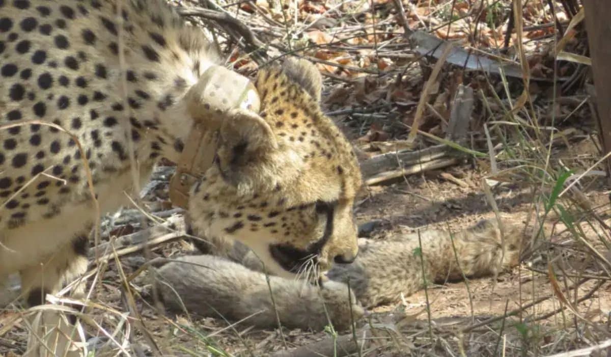 Kuno Park Population Now 26