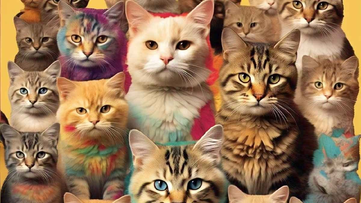 Top cats 2025:here are the worlds most popular cats