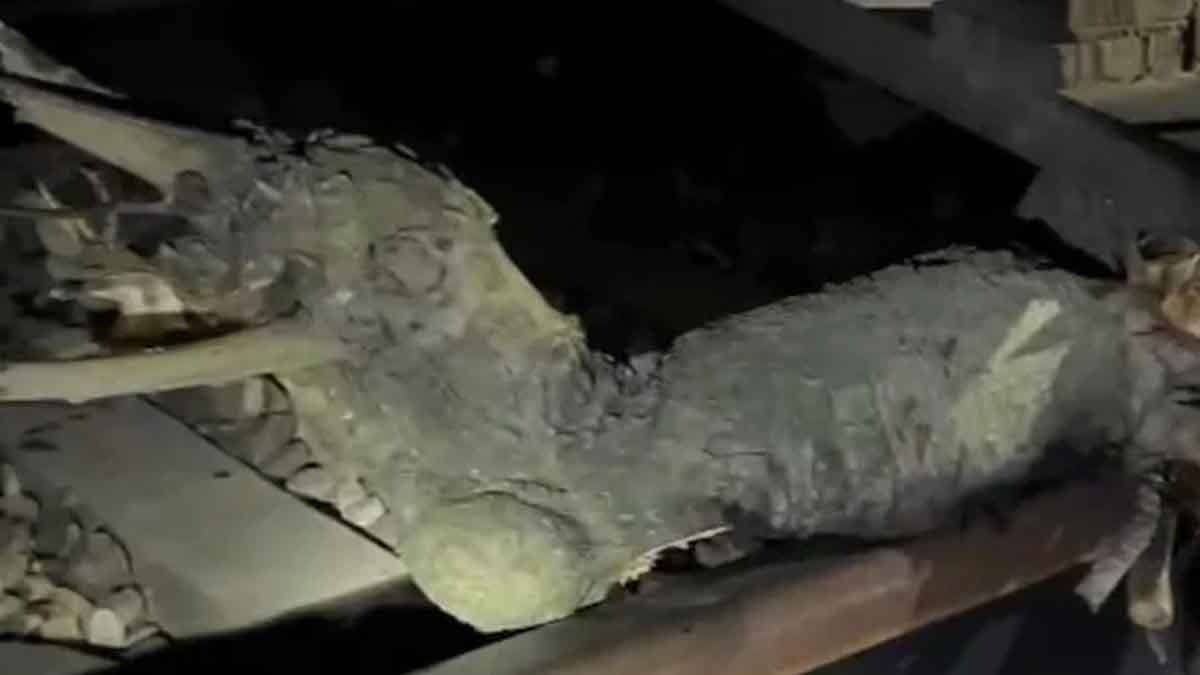 Train Hits 6 Kg Piece Of Wood On Tracks In UP, Sabotage Suspected gnr