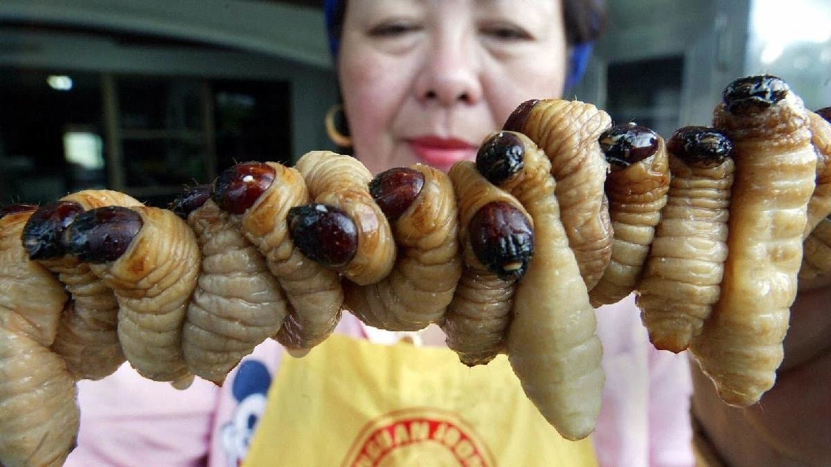 Casu Marzu and other unique cheese around the world