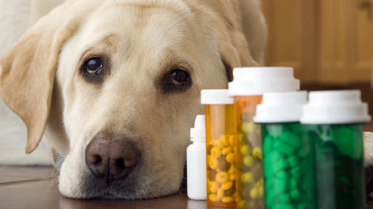 Dogs may live longer with new revolutionary medicine