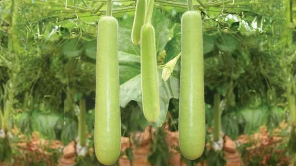 Gourd juice have its own various nutrition ingredients for preventing heart disease to controlling blood pressure level and many more also can loose excessive weight lif