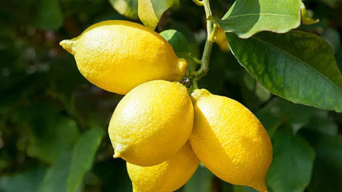 Sacred lemon sold for rs 13000 in Tamil Nadu Shiv Temple auction