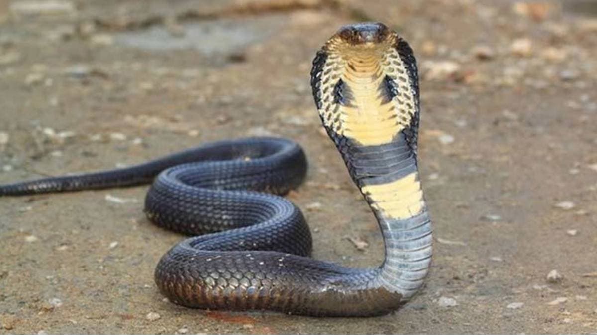 How to save yourself from snake in rainy season except carbolic acid here are some remedies lif