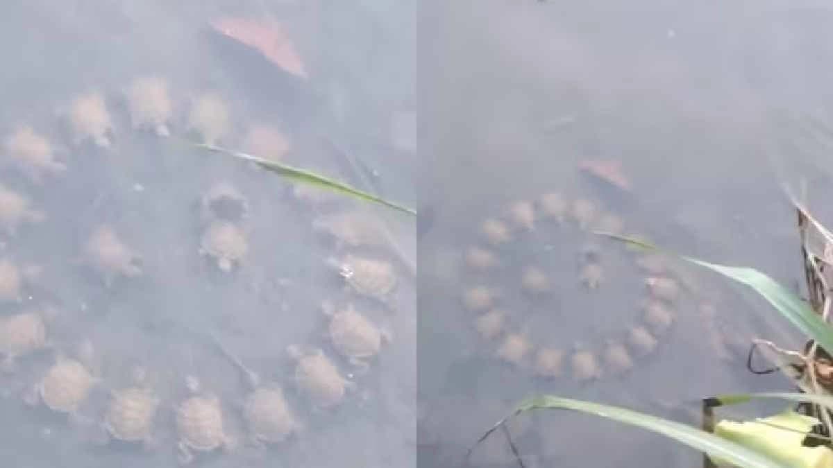 Turtles hold roundtable meeting in lake goes Viral