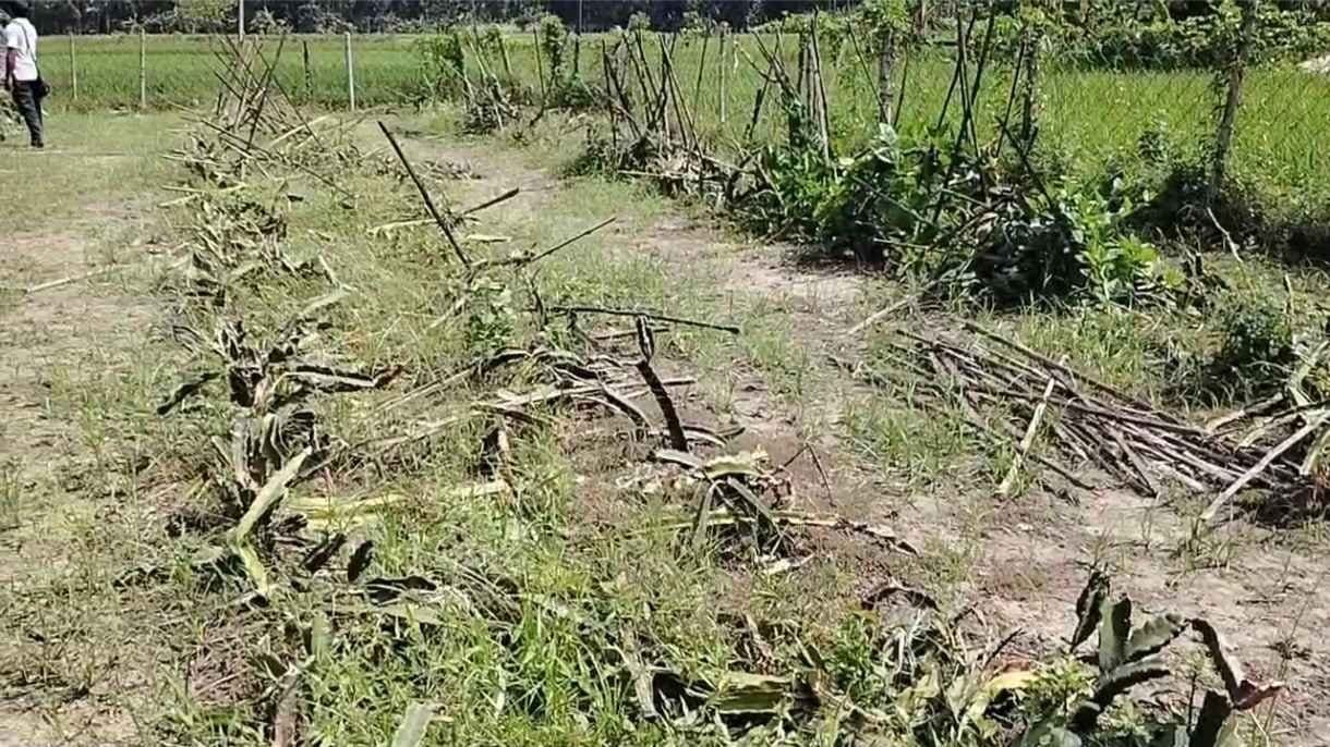 Miscreants cropped off large number of saplings for retaliation gnr 