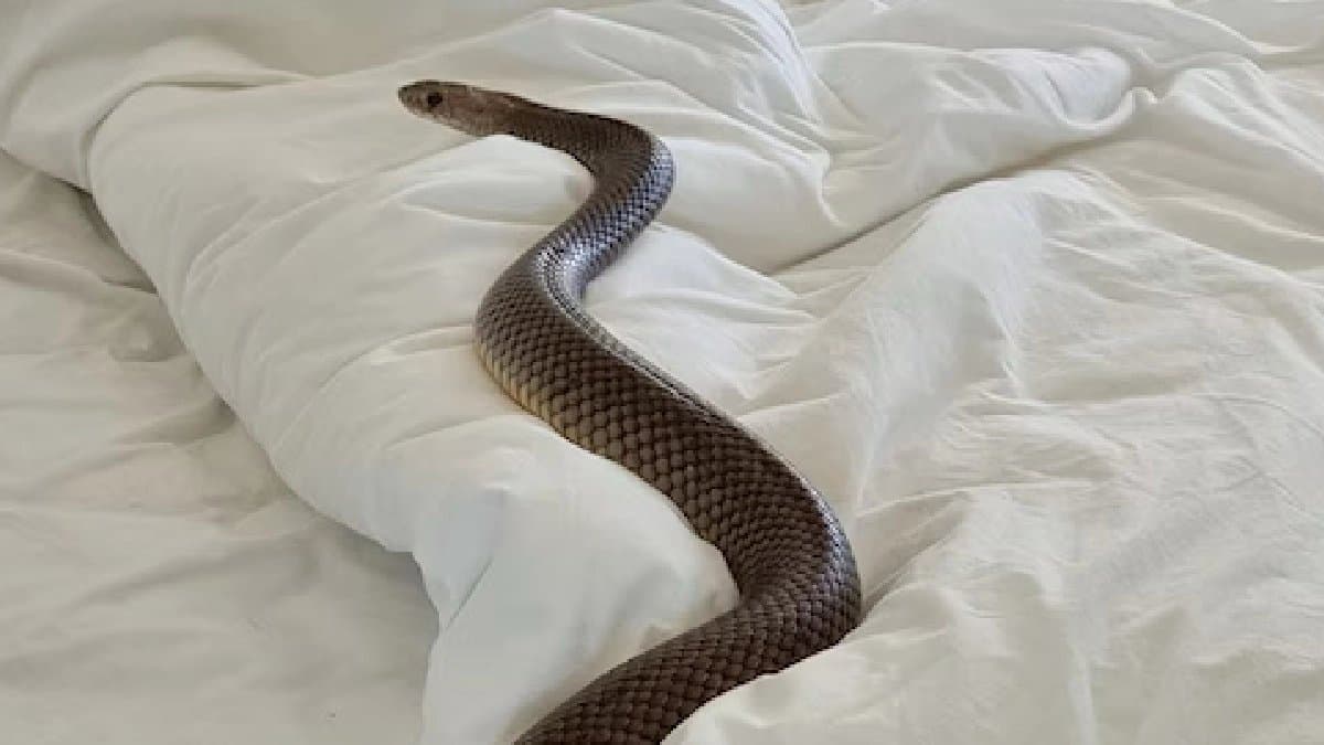 UP Man Claims his Wife Turns Into A Snake At Night