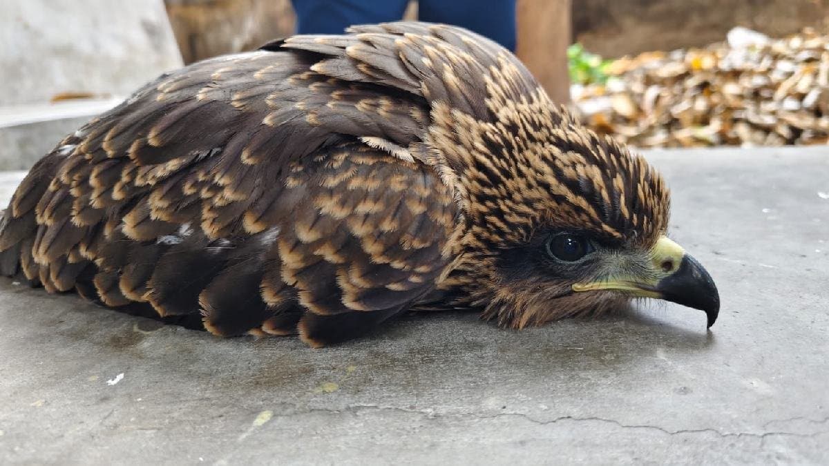 Injured bird rescued treated in Chinsurah hospital