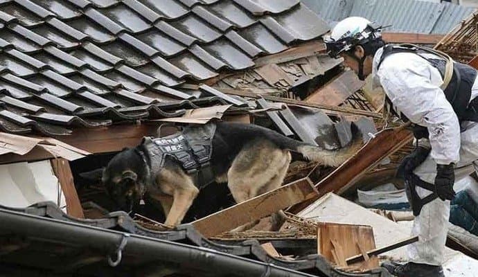 Japan earthquake: Search dog ‘Jennifer’ rescues elderly woman trapped inside rubble