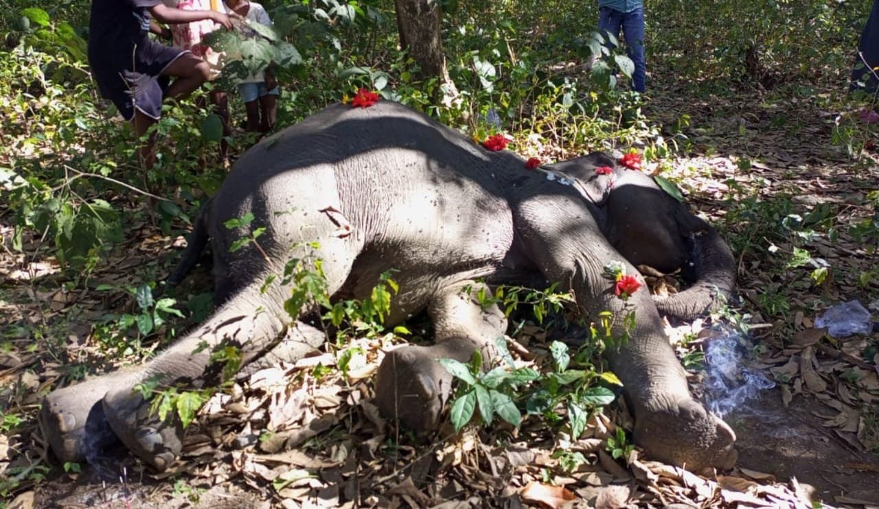 Elephants die after being chased by humans
