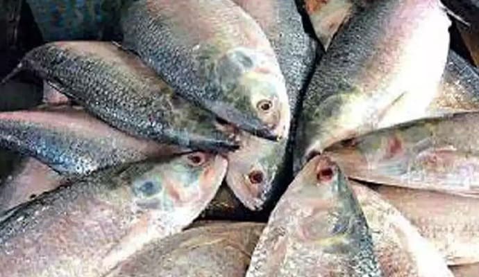 fishermen ready to go sea for catching hilsa
