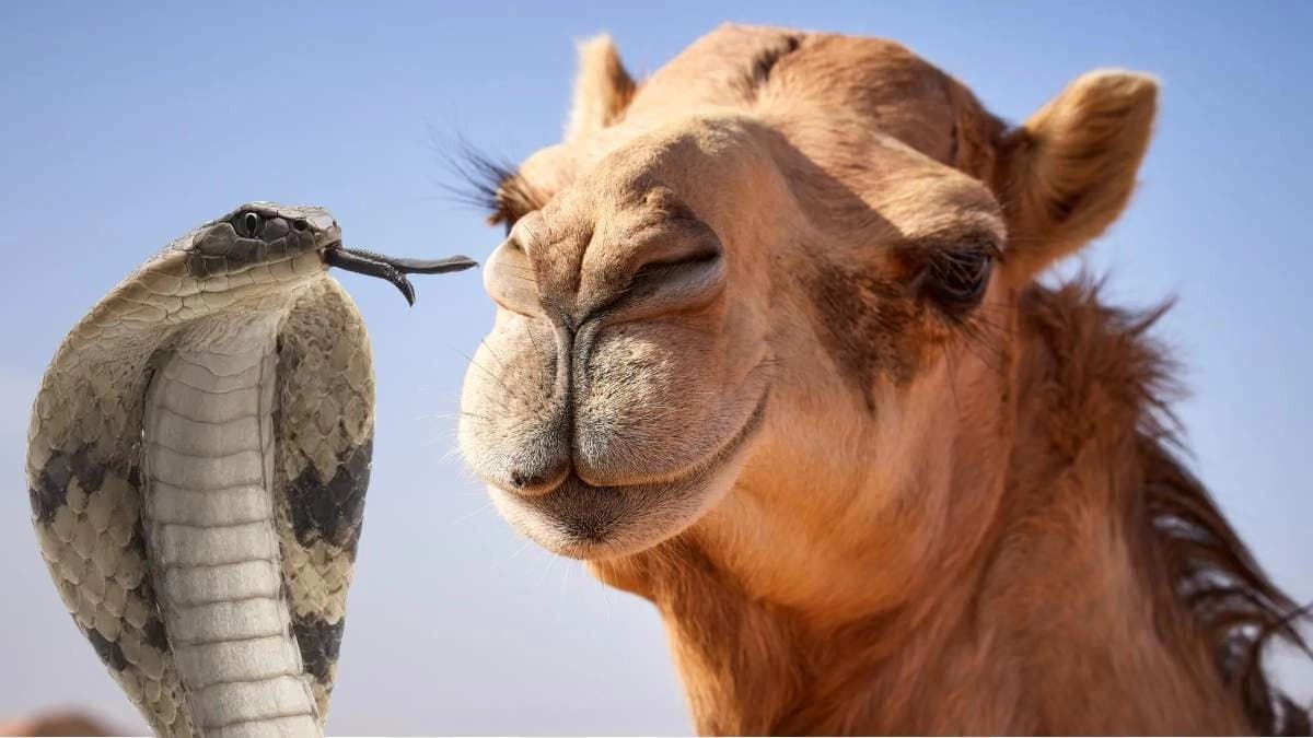 Anti-venom Injection: Indian Scientists claim Camel tears can neutralize snake venom