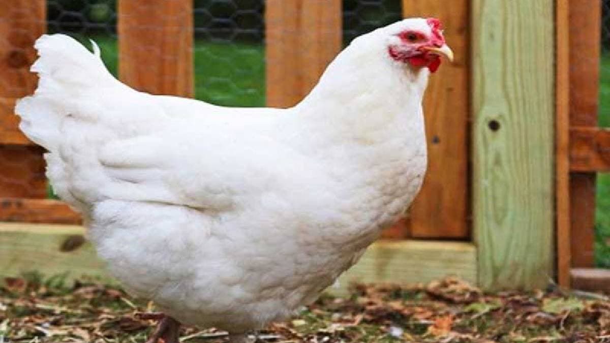 Switzerland once threw chicken heads across its forests gnr