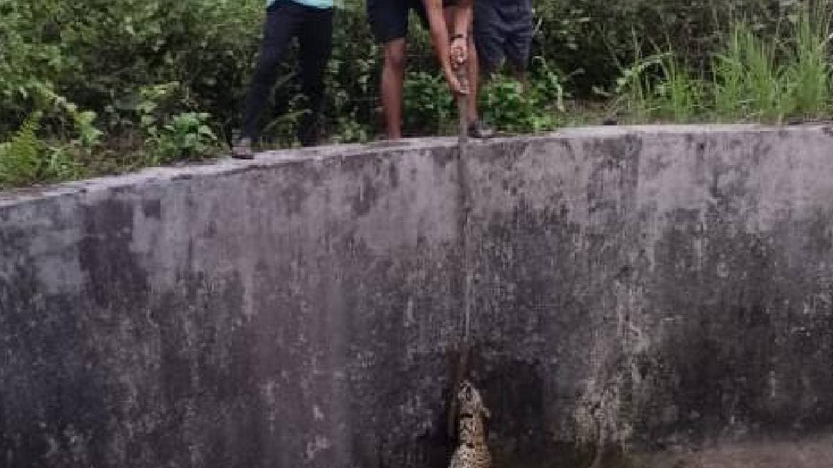 Leopard fell inside deep well in alipurduar