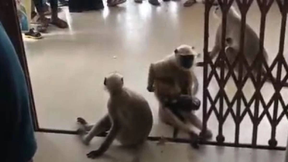  Mother langoor went to a hospital to treat her ailing son