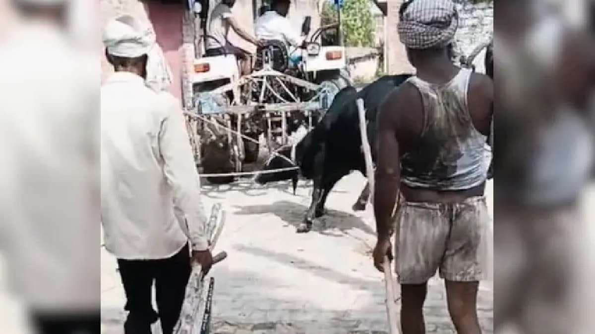 Bull tied to tractor pulled to death in Utter Pradesh Shahjahanpur