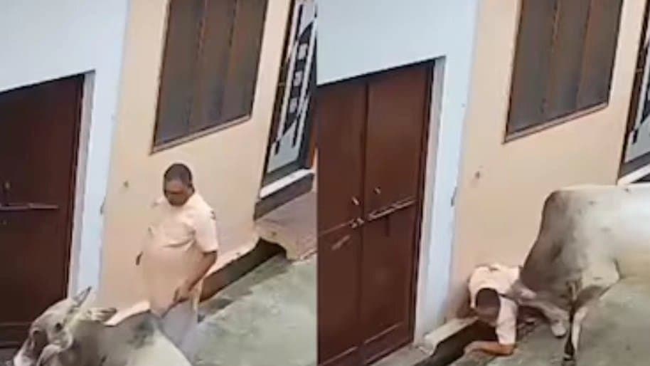 Woman Shuts Door In Panic As Bull Attacks Man 