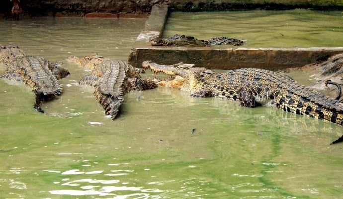 Woman Throws Son, 6, Into Crocodile-Infested River, Body Found Day Later