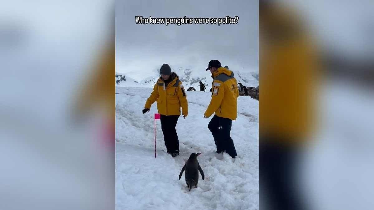 Penguin Patiently Waits For Couple To Make Way In Antarctica gnr