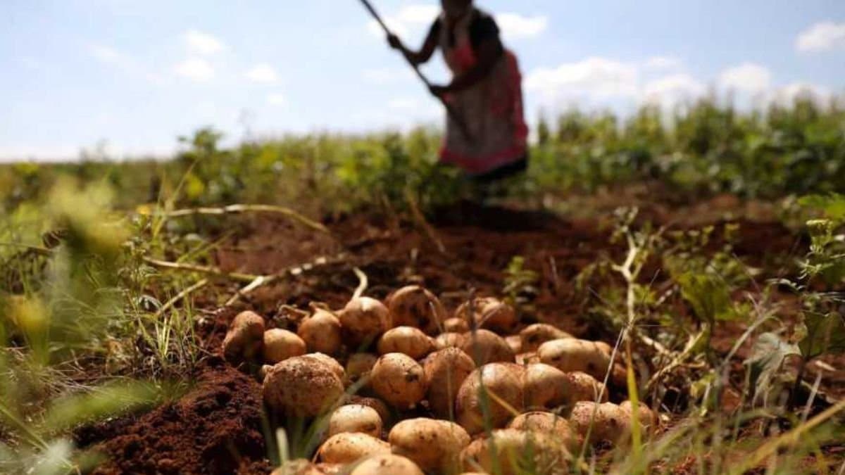 Potatoes may soon quench thirst of your car gnr