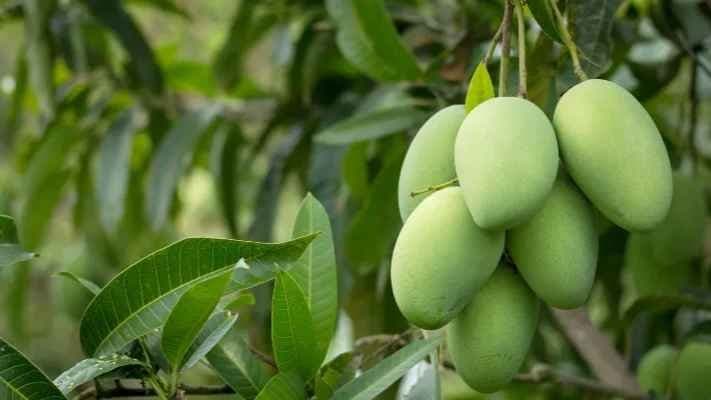 Woman dies after falling from roof while plucking mango