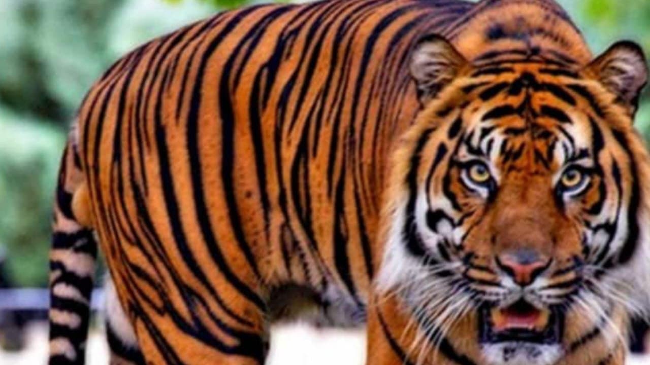 177 Tigers Died In India In 2023