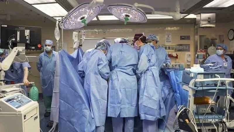 pig kidney transplant into human body