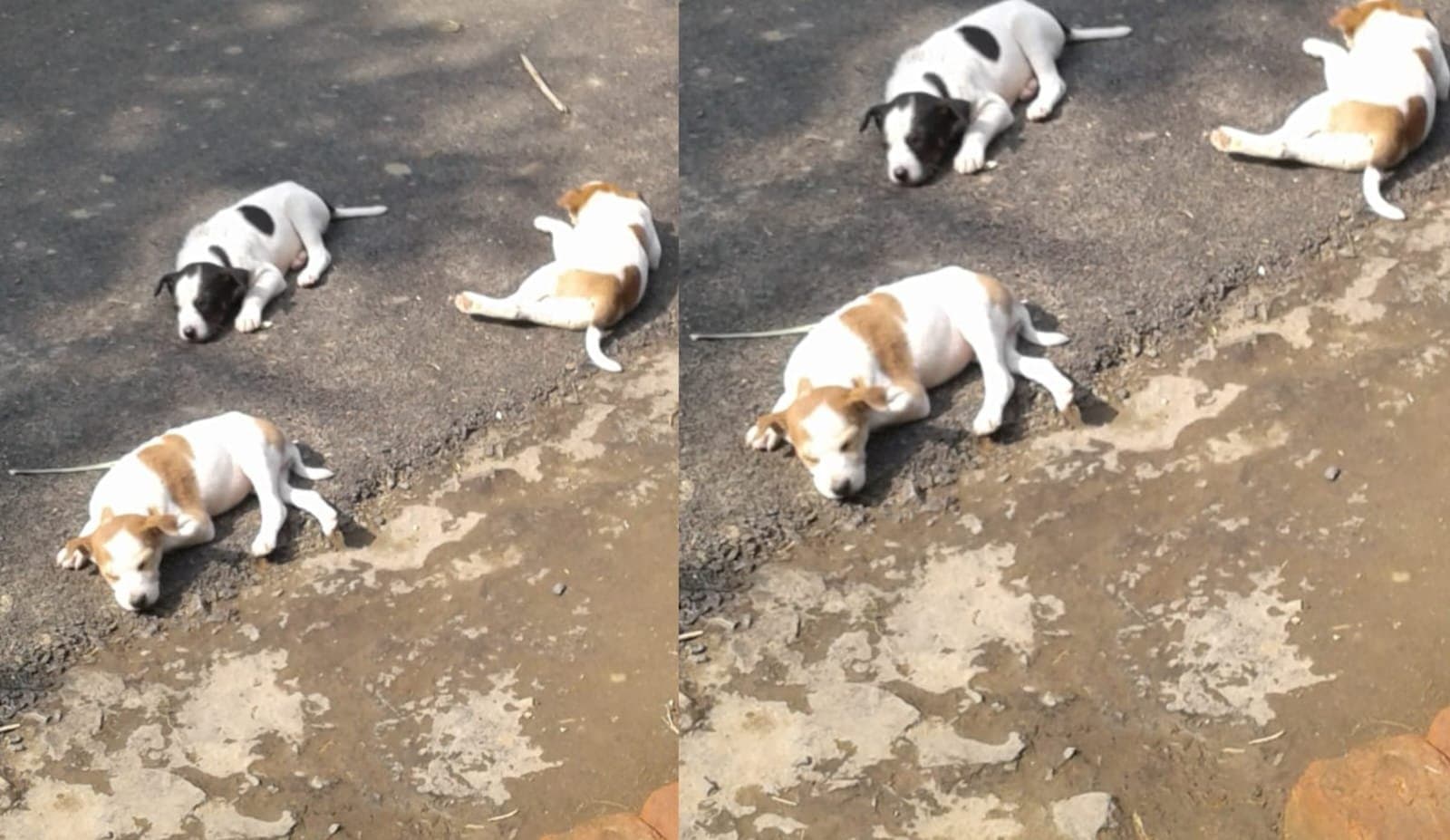 Dog mysterious death at polba