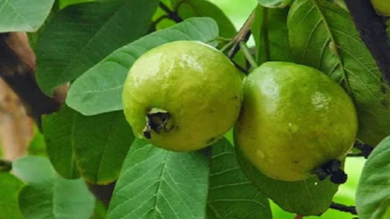 Who should avoid eating guava