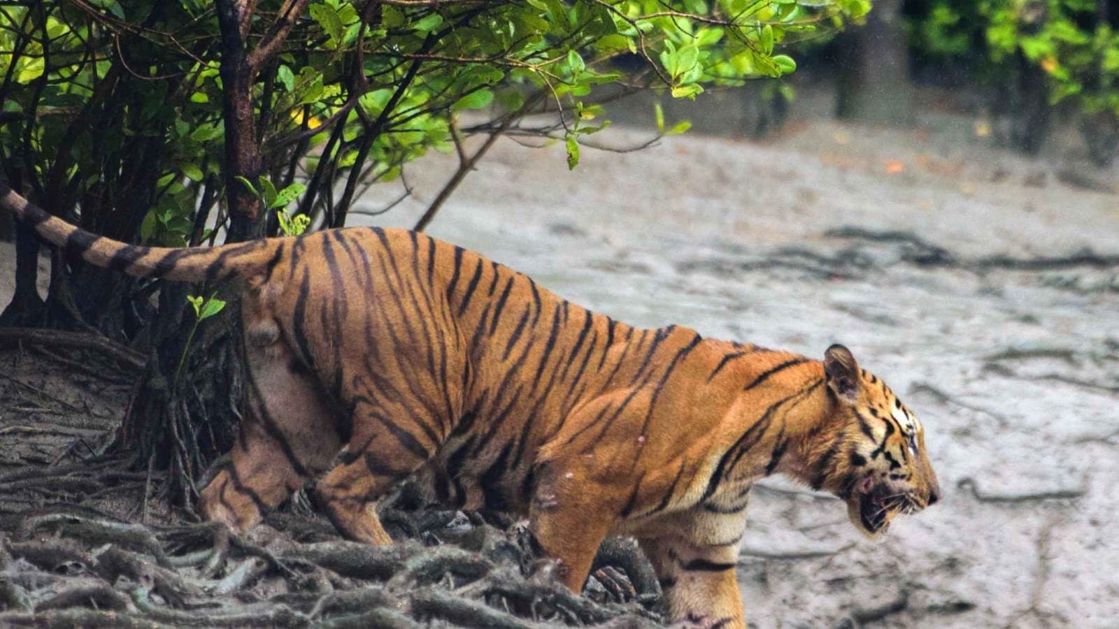 Sundarban man injured after Royal Bengal tiger attack gnr 
