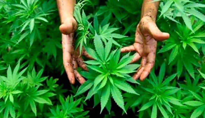 Ukraine Legalises Medical Marijuana To Help Ease Stres