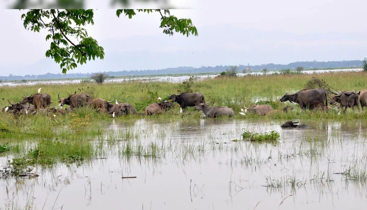 Big problem in kajiranga forest 
