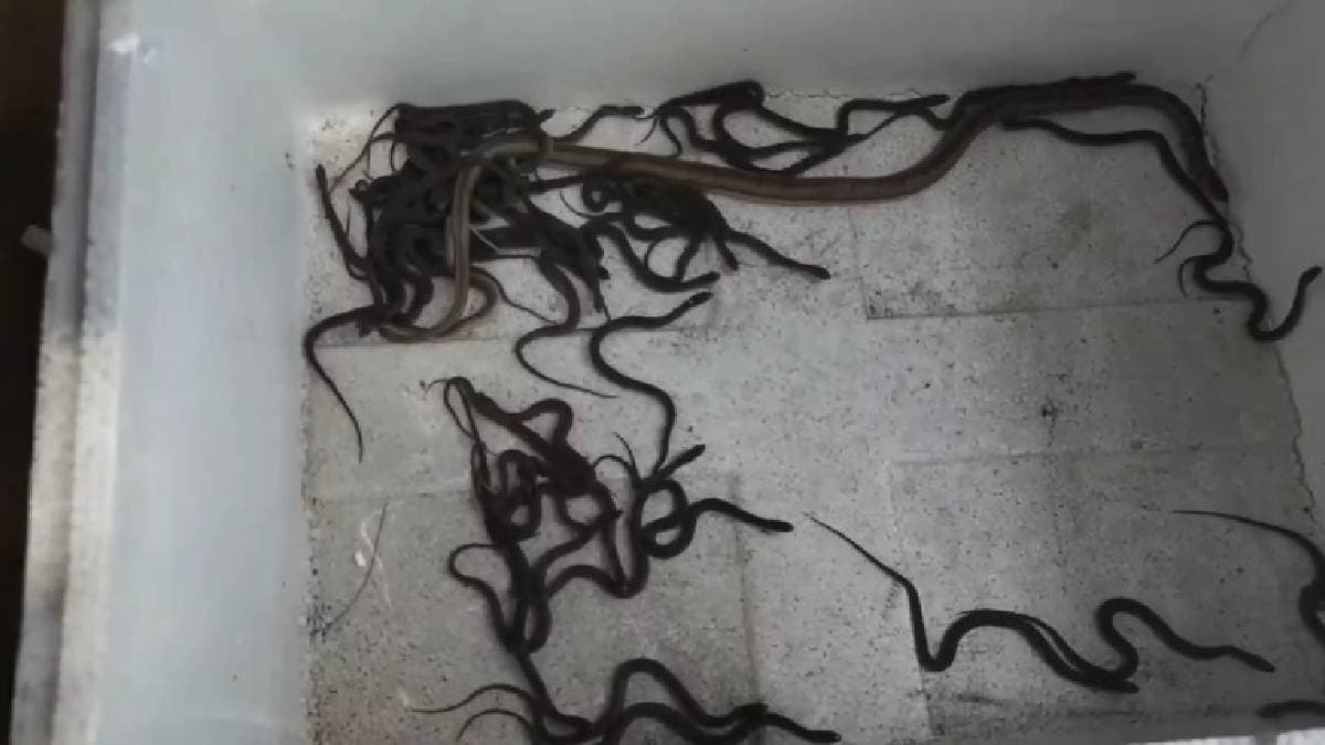  41 Snakes Rescued Together in Memari