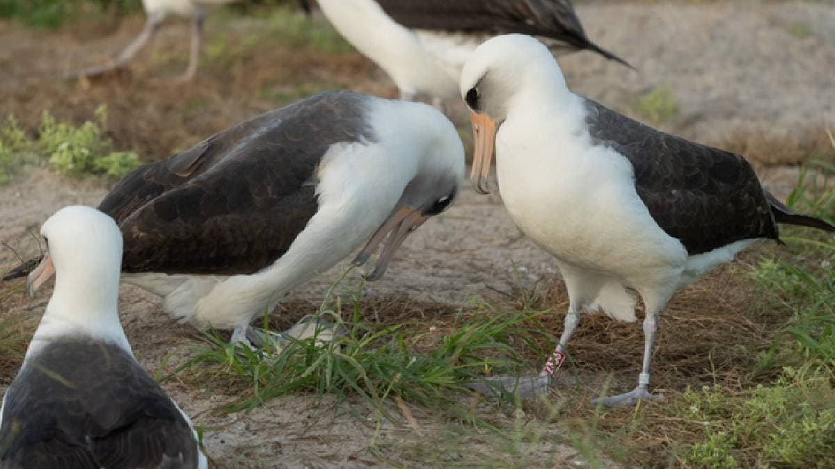 World Oldest Wild Bird Wisdom Lays Egg At 74 
